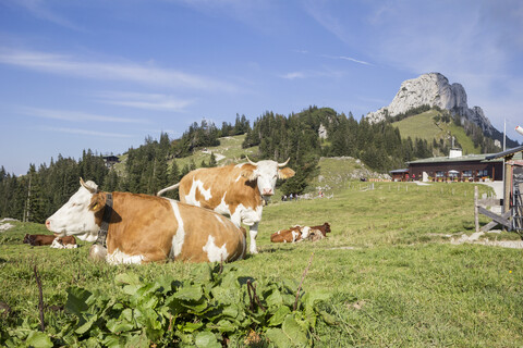 Deutschland, Bayern, Chiemgau, Kampenwand, Kühe auf der Sonnenalm, lizenzfreies Stockfoto