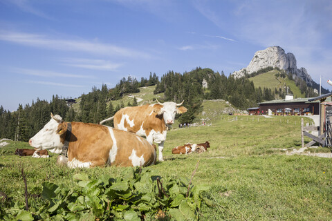 Germany, Bavaria, Chiemgau, Kampenwand, cows on Sonnenalm stock photo