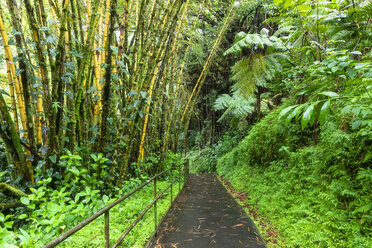 USA, Hawaii, Big Island, Akaka Falls State Park, bamboo forest - FOF10499