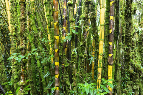 USA, Hawaii, Big Island, Akaka Falls State Park, Bambuswald, lizenzfreies Stockfoto