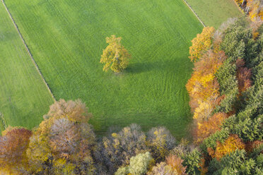Germany, Bavaria, autumnal forest edge and meadow near Icking, aerial view - SIEF08529