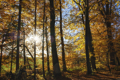 Germany, Bavaria, autumnal beech forest in sunshine near Dietramszell - SIEF08530