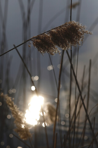 Schilf gegen das Sonnenlicht an einem See, lizenzfreies Stockfoto