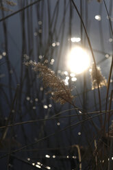 Schilf gegen das Sonnenlicht an einem See - JTF01206