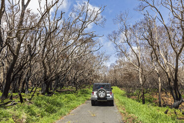 USA, Hawaii, Big Island, Mauna Loa Road, Jeep, verbrannte Bäume - FOF10517