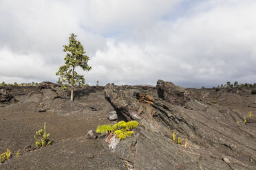 USA, Hawaii, Volcanoes National Park, Lavafelder entlang der Chain of Craters Road - FOF10520