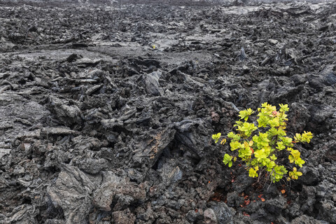 USA, Hawaii, Volcanoes National Park, Pflanze, die auf Vulkangestein wächst, lizenzfreies Stockfoto