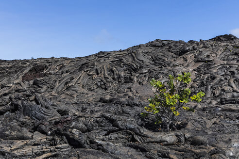 USA, Hawaii, Volcanoes National Park, Pflanze, die auf Vulkangestein wächst - FOF10530