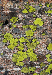 Austria, Vorarlberg, map lichen on rock - WWF04976