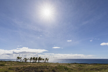 USA, Hawaii, Big Island, Volcanoes National Park, Palmenhain an der Küste - FOF10545