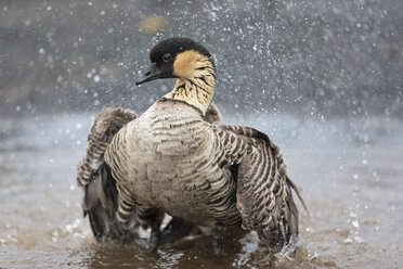 USA, Hawaii, Big Island, Volcanoes National Park, Hawaiian goose taking a bath - FOF10558