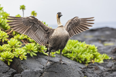 USA, Hawaii, Big Island, Volcanoes National Park, Hawaiian goose spreading wings - FOF10559