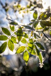 Frost auf Blättern - EGBF00284