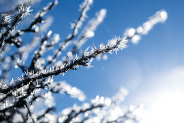 Frost auf Zweigen - EGBF00286