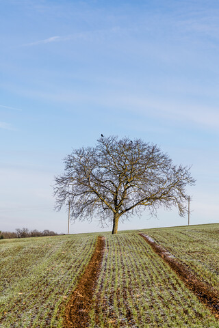 Deutschland, Baden-Württemberg, Uissigheim, einzelner Baum im Feld, lizenzfreies Stockfoto