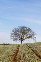 Germany, Baden-Wuerttemberg, Uissigheim, single tree in field - EGBF00291
