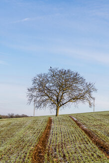 Deutschland, Baden-Württemberg, Uissigheim, einzelner Baum im Feld - EGBF00291