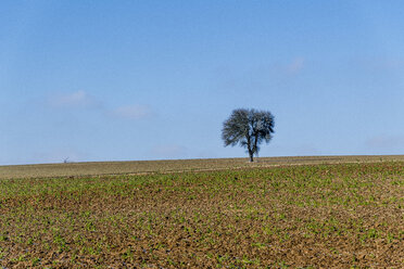 Deutschland, Baden-Württemberg, Taubertal, einzelner Baum im Feld - EGBF00292