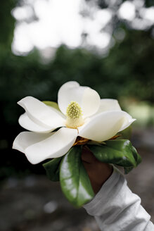 Jungenhand hält weiße Magnolienblüte - EYAF00087