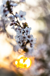 Blüten der Kirschpflaume bei Sonnenuntergang - SARF04212