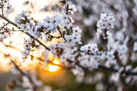 Blüten der Kirschpflaume bei Sonnenuntergang, lizenzfreies Stockfoto