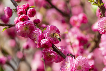 Biene auf rosa Blüte eines Mandelbaums mit - SARF04215