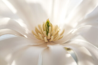 Weiße Blüte der Sternmagnolie, Detail - SARF04216