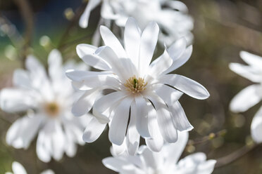 Weiße Blüten der Sternmagnolie, Nahaufnahme - SARF04217