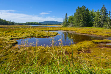 USA, Maine, Kleiner Bach im Acadia-Nationalpark - RUNF01759