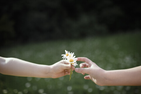 Nahaufnahme einer Hand, die Blumen überreicht, lizenzfreies Stockfoto