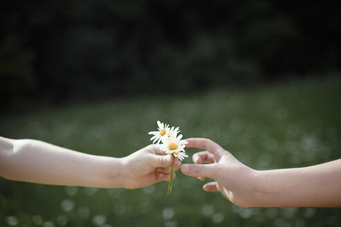 Nahaufnahme einer Hand, die Blumen überreicht - EYAF00108