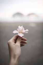 Nahaufnahme einer Frauenhand, die eine Oleanderblüte hält - EYAF00120