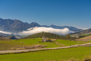 Spanien, Andalusien, Provinz Malaga, Grüne Landschaft bei Ronda mit Bauernhäusern, Schafen - TAMF01222