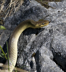 Austria, Salzkammergut, Aesculapian snake on rock - WWF05003