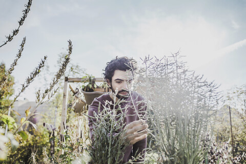 Mann im städtischen Garten, der eine Pflanze untersucht, lizenzfreies Stockfoto