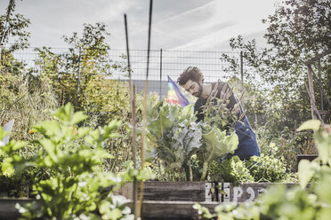 Man gardening in urban garden - VGPF00005