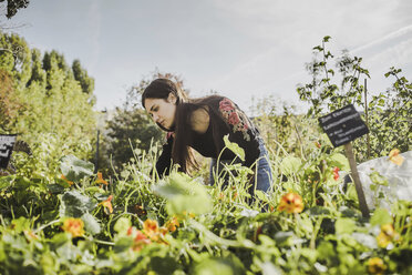 Frau bei der Gartenarbeit im städtischen Garten - VGPF00010