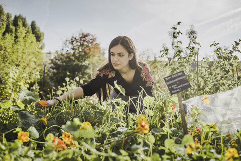 Frau bei der Gartenarbeit im städtischen Garten, lizenzfreies Stockfoto
