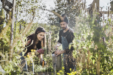 Glückliches Paar bei der gemeinsamen Gartenarbeit im städtischen Garten - VGPF00017