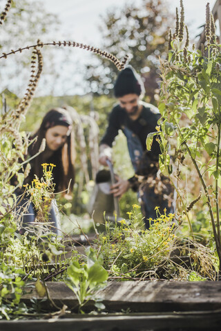 Couple gardening in urban garden together stock photo