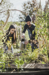 Couple gardening in urban garden together - VGPF00018