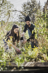 Glückliches Paar bei der gemeinsamen Gartenarbeit im städtischen Garten - VGPF00019