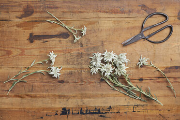 Edelweiss and scissors on wood - GWF06045