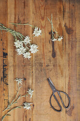 Edelweiss and scissors on wood - GWF06046