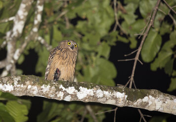 Malaysia, Borneo, Sabah, Kinabatangan-Fluss, Büffelfischeule bei Nacht, Ketupa Ketupu - ZC00764