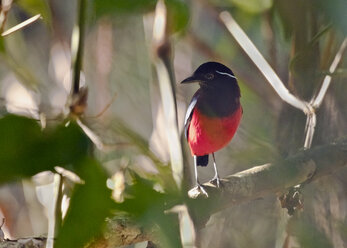 Malaysia, Borneo, Sabah, Kinabatangan-Fluss, Schwarzer Granatpitta, Erythropitta Ussheri - ZC00765