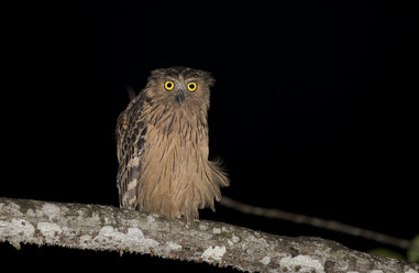 Malaysia, Borneo, Sabah, Kinabatangan-Fluss, Büffelfischeule bei Nacht, Ketupa Ketupu - ZC00766