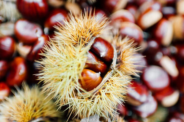 Chestnuts, some in prickly casing - CUF50036