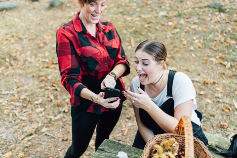 Friends laughing at text message while chestnut collecting, Rezzago, Lombardy, Italy stock photo