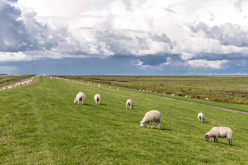 Germany, Hilgenriedersiel, grazing sheep on a dike - EGBF00301